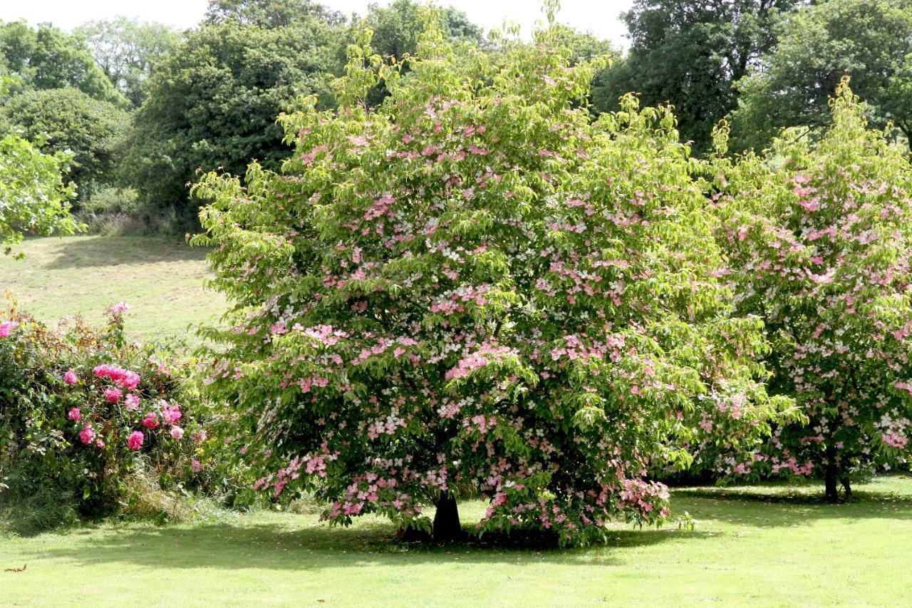 Devon Country Paradise ทาวิสต็อก ภายนอก รูปภาพ