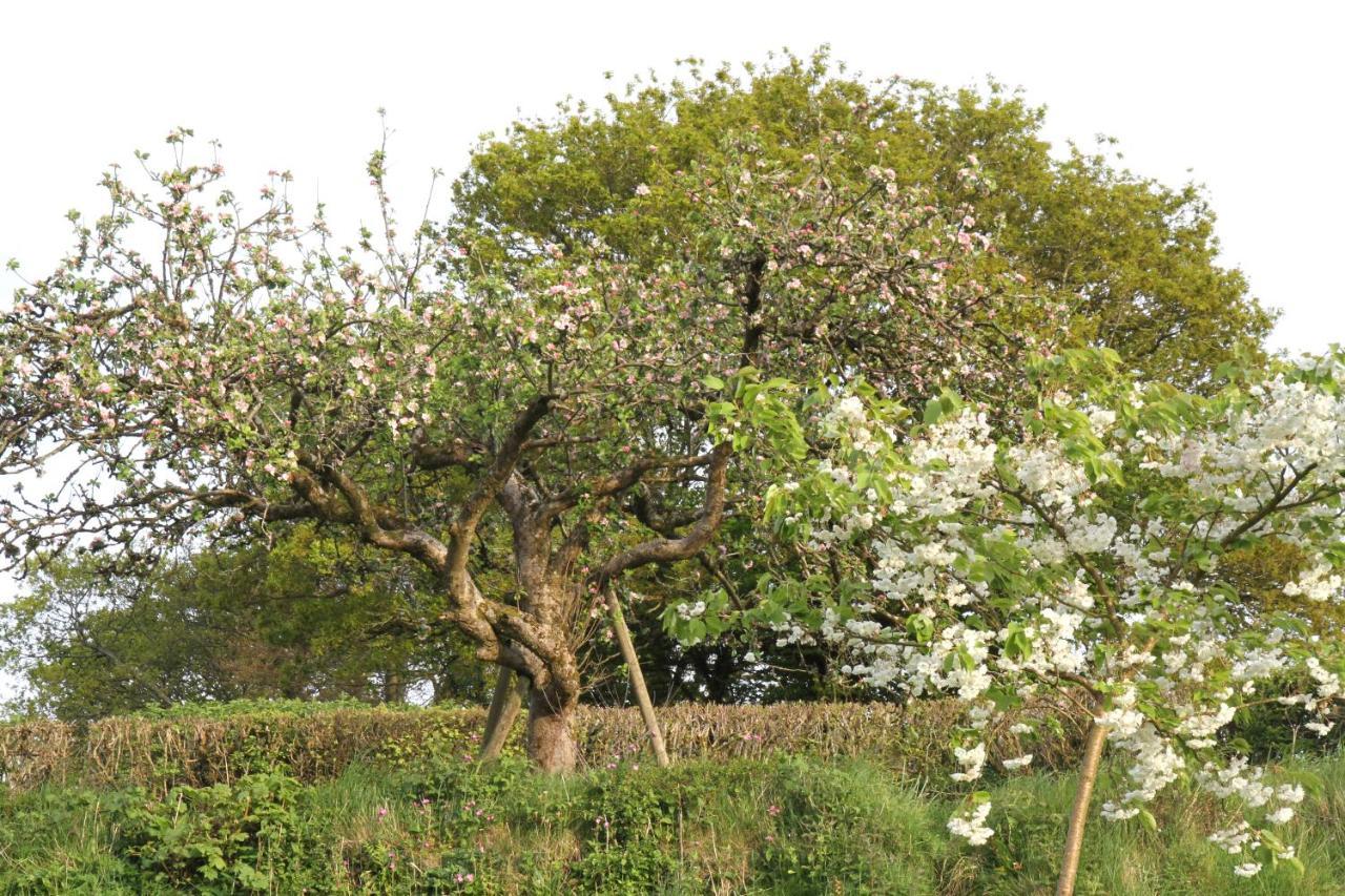 Devon Country Paradise ทาวิสต็อก ภายนอก รูปภาพ